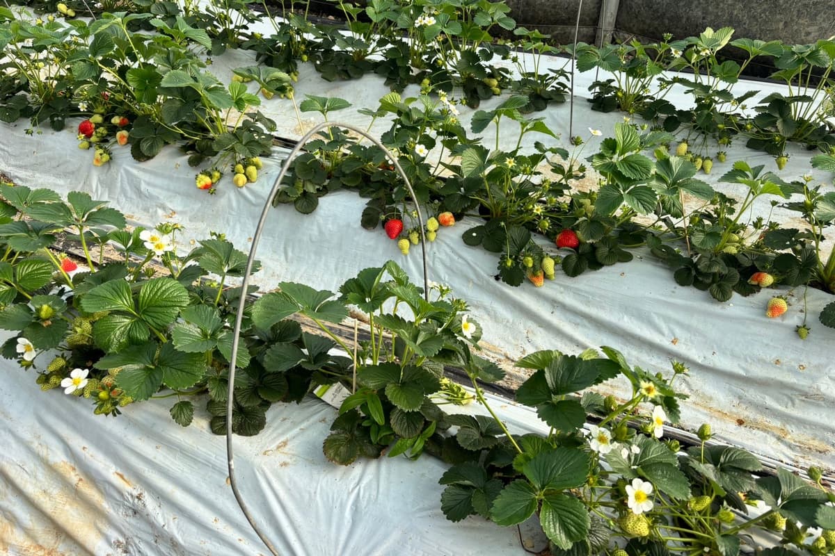 Rows of strawberry plants in flower and fruit on white plastic mulch under cover